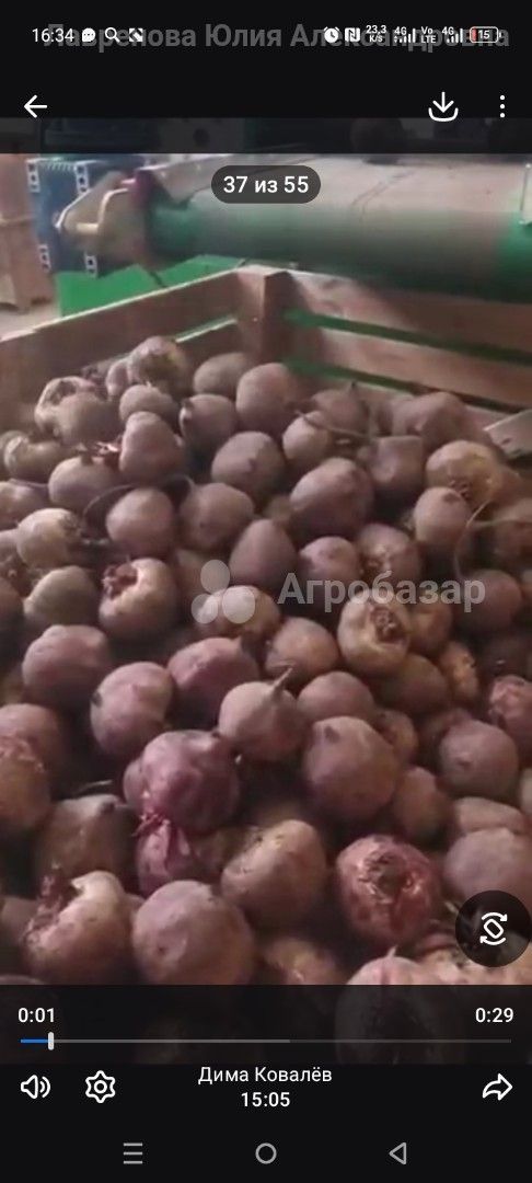 Свёкла