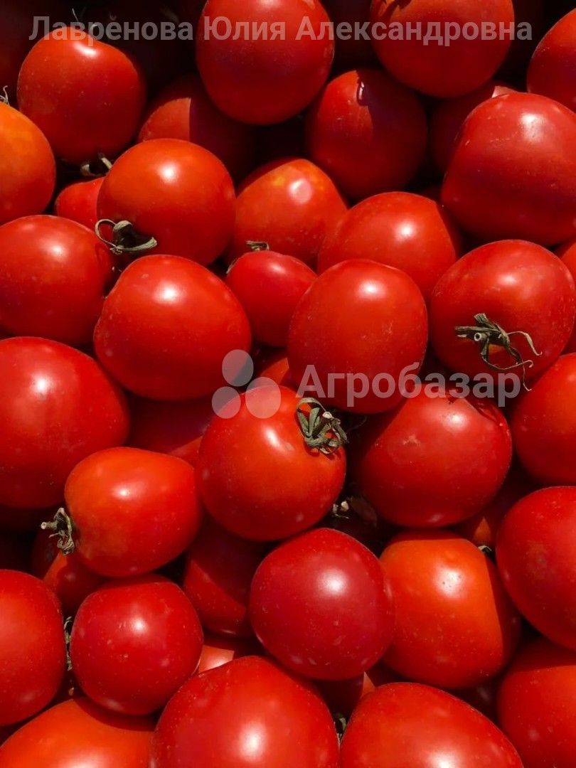 Томат