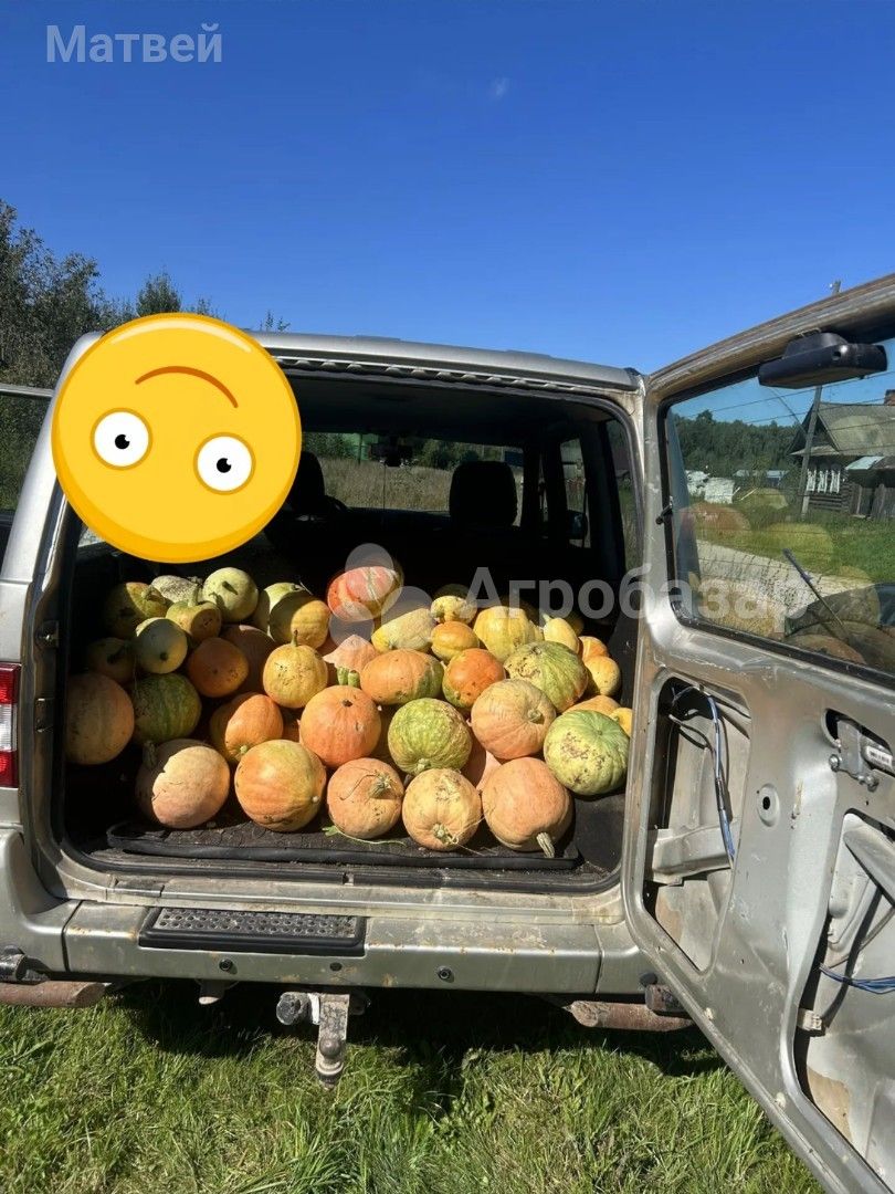 Тыква