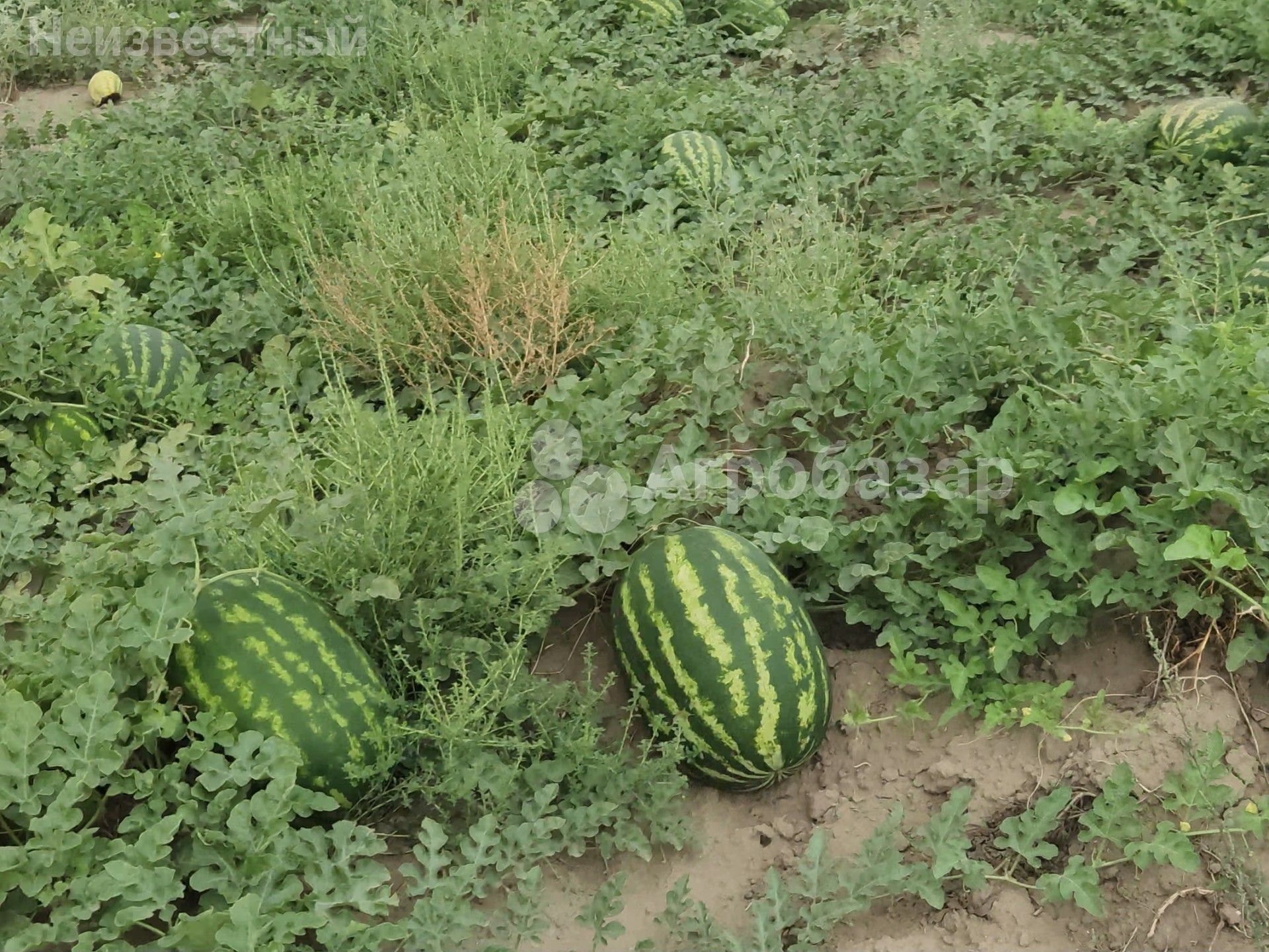 Арбуз