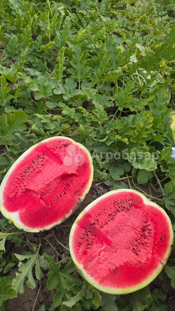 Арбуз