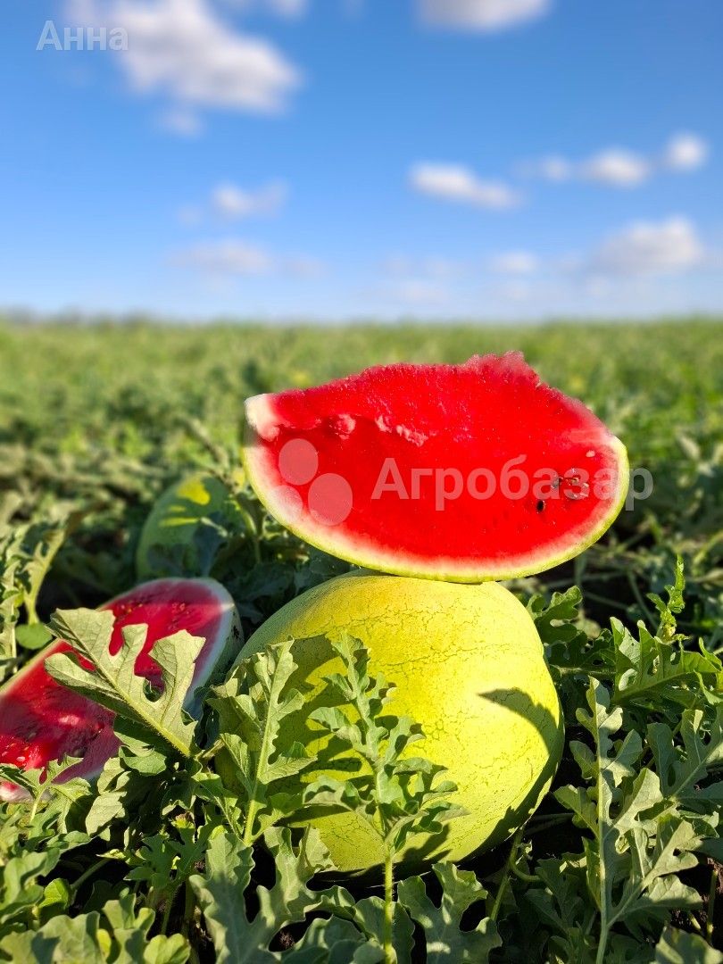 Арбуз