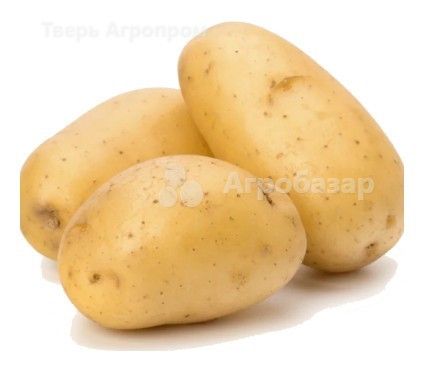 Картофель