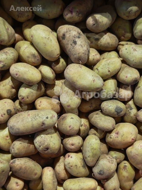 Картофель