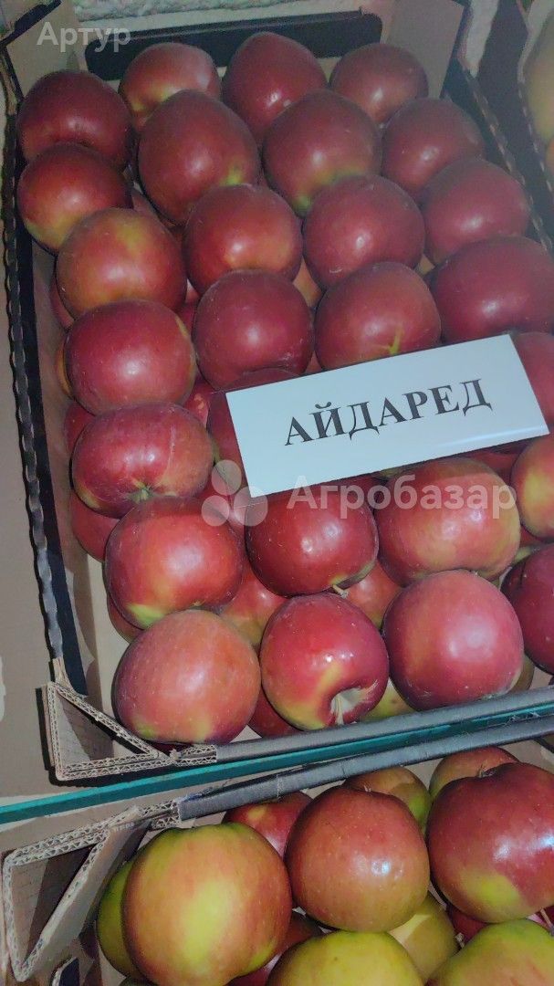 Яблоко