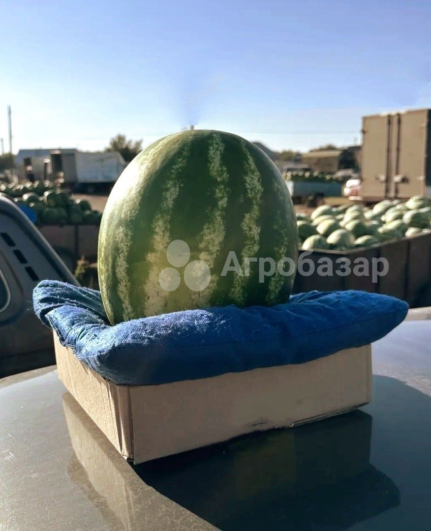 Арбуз