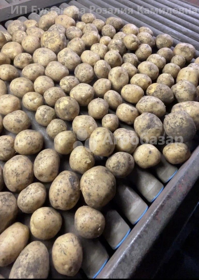 Картофель
