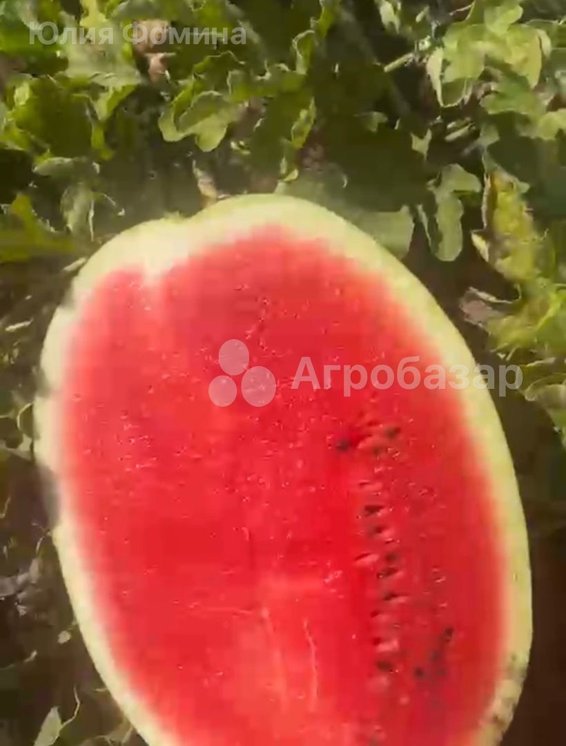 Арбуз