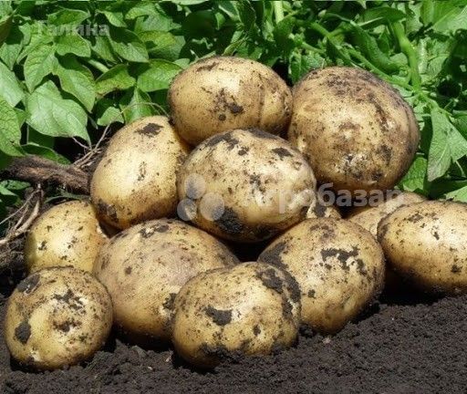 Картофель